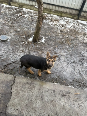 Vând pui ciobănesc german  - imagine 3