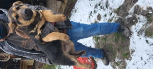 Vând pui ciobănesc german  - imagine 4