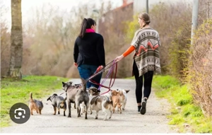 Plimb câini în aer liber - imagine 2