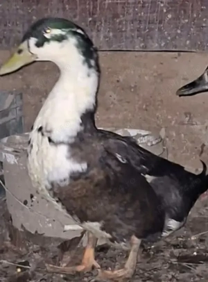 Rățoi mare pt reproducere 