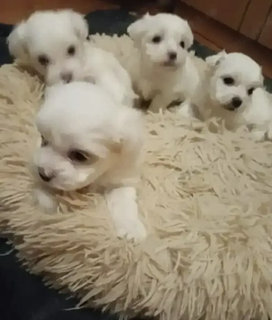 Bichon maltez 