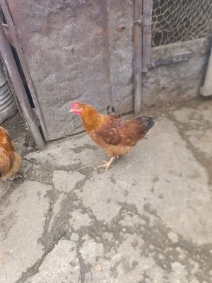 Vând cocosei pitici și cocoși găini tara - imagine 2