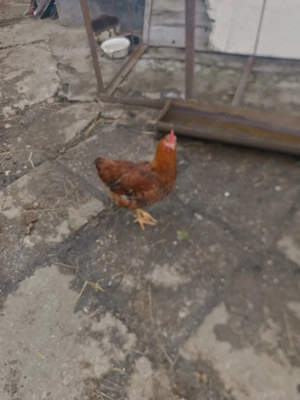 Vând cocosei pitici și cocoși găini tara - imagine 3
