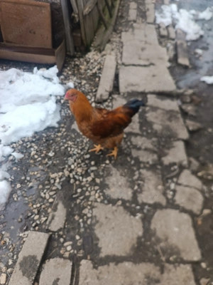 Vând cocosei pitici și cocoși găini tara - imagine 4