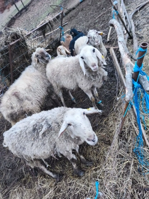 Oi cu  miei rasa de carne - imagine 2