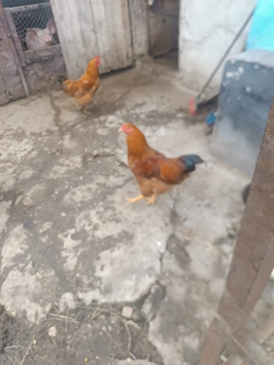 Vând cocosei pitici și cocoși găini tara - imagine 5