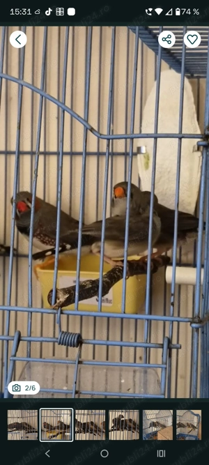 Zebrute australiene și canari  - imagine 2