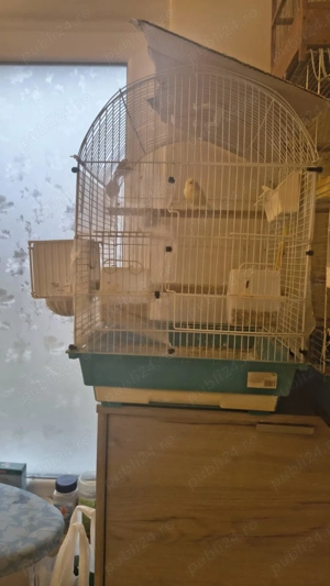 Zebrute australiene și canari 