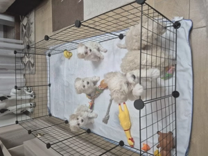 5 puiuti bichon frisé își caută casuta.