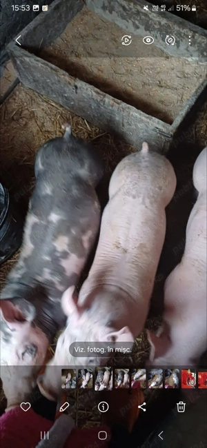 Vând purcei rasă Pietran greutate 30 de kg bucata  - imagine 2