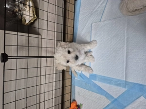 5 puiuti bichon frisé își caută casuta. - imagine 5