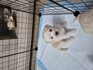 5 puiuti bichon frisé își caută casuta. - imagine 3