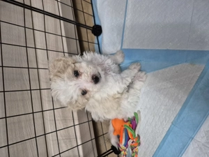 5 puiuti bichon frisé își caută casuta. - imagine 4