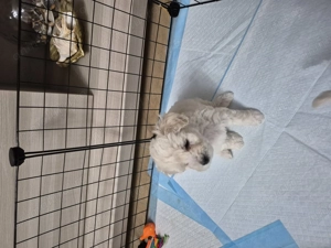 5 puiuti bichon frisé își caută casuta. - imagine 2