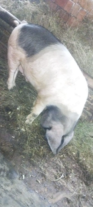 vand porc pentru sacrificare  - imagine 2