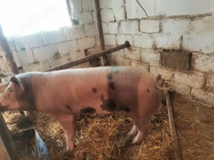 Vând vier    - imagine 2