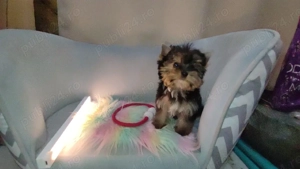Yorkshire terrier mini toy - imagine 2