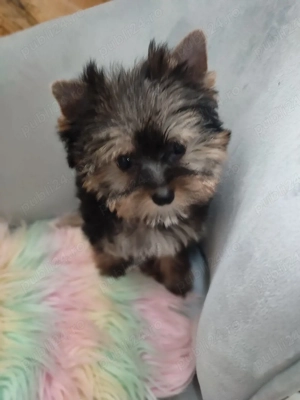 Yorkshire terrier mini toy - imagine 3