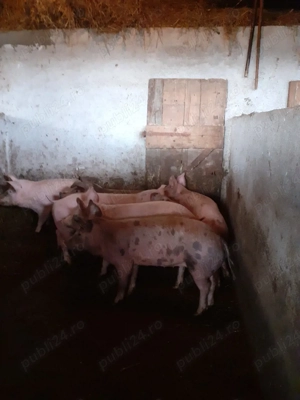 Vand grasuni din rasa duroc cu petran - imagine 2