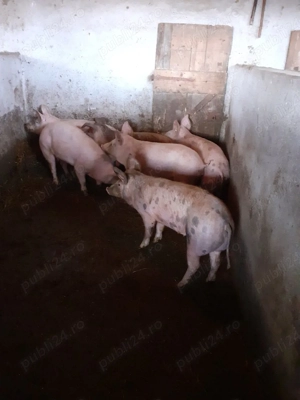 Vand grasuni din rasa duroc cu petran