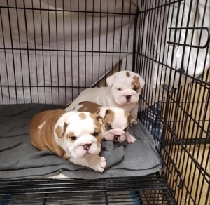 Pui de bulldog englez sănătoși și iubitori - imagine 2