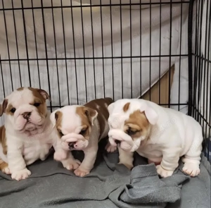 Pui de bulldog englez sănătoși și iubitori - imagine 3