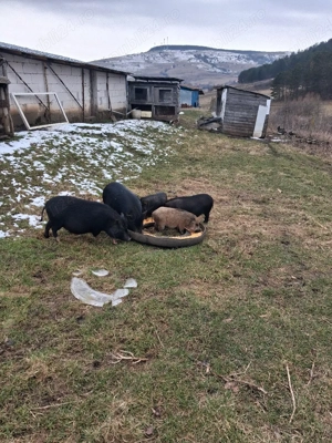 vand  porci vietnamezi - imagine 3