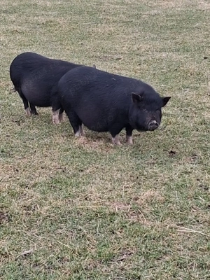 vand  porci vietnamezi - imagine 2