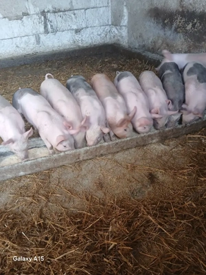 vând purcei rasa pietrean    - imagine 2