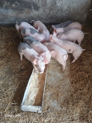 vând purcei rasa pietrean    - imagine 3