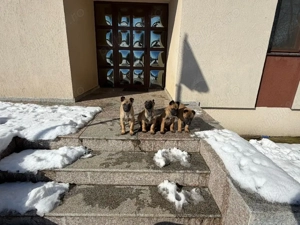 vand ciobanesc Melinois