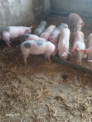 vând purcei rasa pietrean    - imagine 4