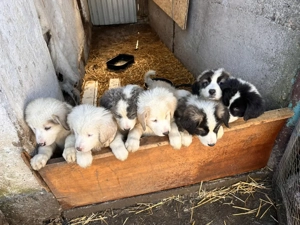 Catei ciobanesc de bucovina