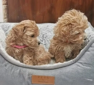 Pui de pudel frumoși și sănătoși