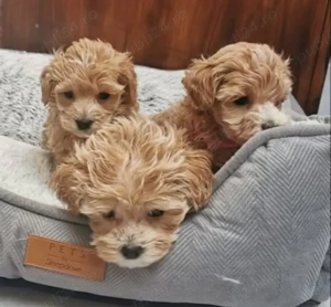 Pui de pudel frumoși și sănătoși - imagine 3