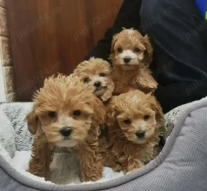 Pui de pudel frumoși și sănătoși - imagine 2