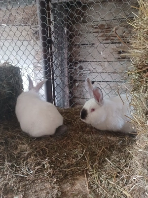 Urias de Transilvania - imagine 3