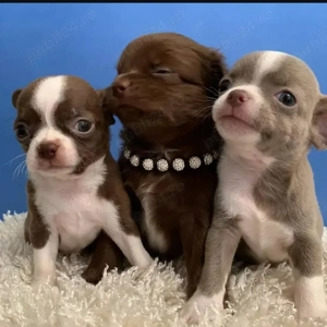 Pui de chihuahua sănătoși și bine dresați - imagine 3