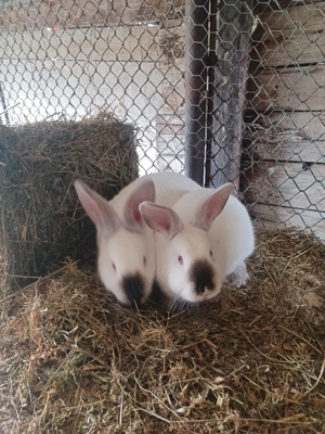 Urias de Transilvania - imagine 2