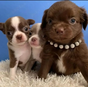 Pui de chihuahua sănătoși și bine dresați - imagine 2