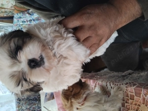 Va prezint cele mai drăguțe animale  - imagine 2