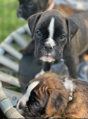 Pui de boxer premium  - imagine 3