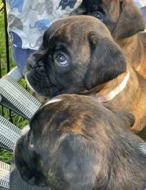 Pui de boxer premium  - imagine 4