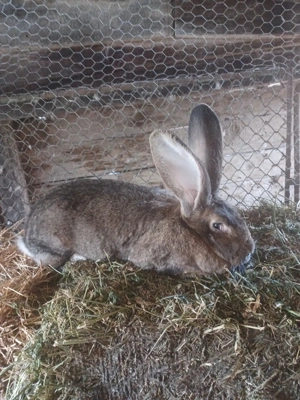 Vind Urias German - imagine 4