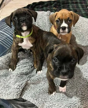 Pui de boxer premium  - imagine 5