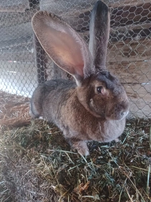 Vind Urias German - imagine 3