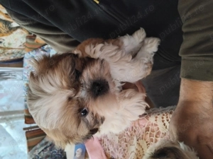 Va prezint cele mai drăguțe animale 