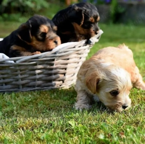 Pui de Yorkshire disponibili  - imagine 3