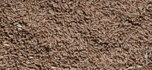 Vând grâu de calitate. 