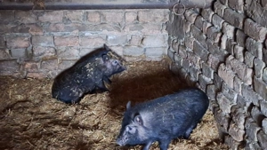 2 scrofite vietnamez curat 250 buc 7 luni - imagine 2